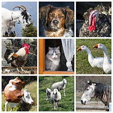 Animals farm collage