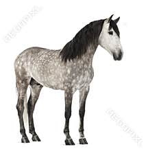 Andalusian, 7 years old, also known as the Pure Spanish Horse or PRE