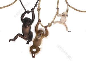 Young Orangutan, young Pileated Gibbon and young Bonobo hanging on ropes