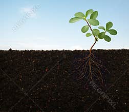 Roots of a plant