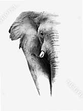 African Elephant Portrait