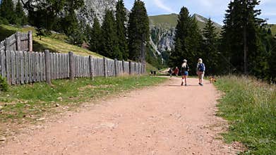 undefined people walk with their dog in the summer in the mountains of Merano 2000