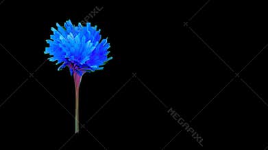 Sparse animation of developing fantasy flower resembling cornflower