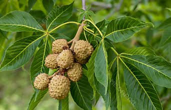 Green leaves and fruits of the Ohio buckeye Aesculus glabra