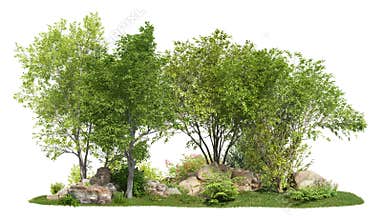 Group of deciduous trees among the rocks.