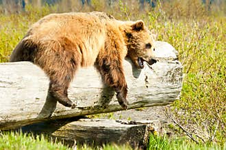 Sleepy Brown Bear