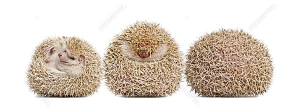 Four-toed Hedgehog, Atelerix albiventris, balled up in front of white