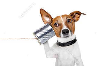 Dog on the phone
