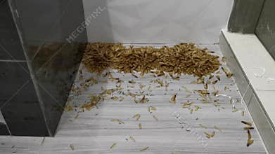 Many Alates termite winged insects on the floor