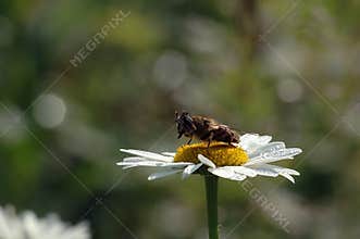 Bee perched on flower