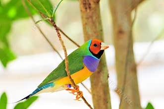 Bright Gouldian finch