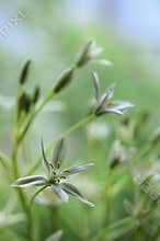 White flowers of Ornithogalum umbellatum or Star of Bethlehem