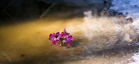 Little flower fallen into the pond with sunshine