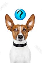 Ask the dog