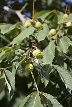 Spiky fruit growing on tree