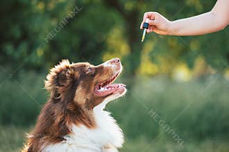 Giving CBD hemp oil to dog