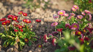 Sun shines on small red pink and yellow flowers - paper everlasting daisy - growing in garden, brown soil around