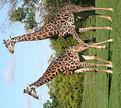 Giraffes