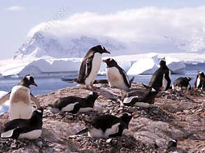 Gentoo penguins in Antarctica