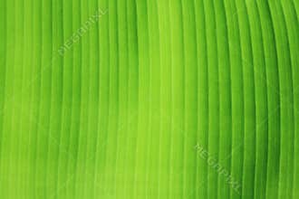 Banana leaf texture.