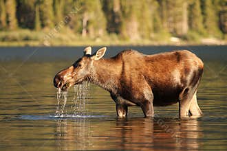 Moose at Glacier National Park