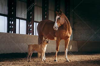 dog and a red horse in the stable. Thai Ridgeback. Animals communicating