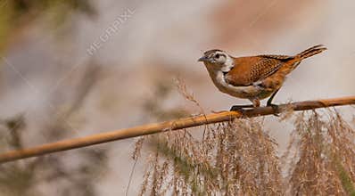 Pale-legged Hornero bird on stick