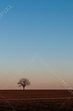 Single Tree in a Farm Field at Dusk