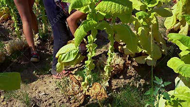 Woman farmer harvesting tobacco leaf in the field. Close up of woman shaves tobacco leaves from a bush