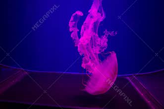 The Purple-striped Jellyfish On blue background. chrysaora plocamia. South American Sea Nettle. From the Pacific coast of Pent,