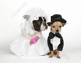 The wedding