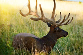 Bull Elk in Prairie Field at Sunset