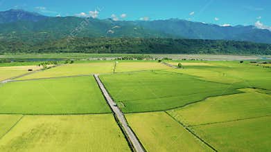 View of agriculture in rice fields for cultivation