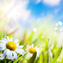 Art abstract background summer flowers in grass