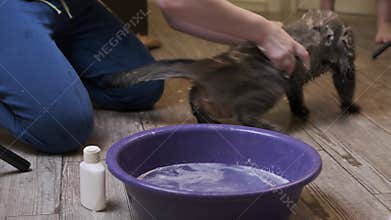 The process of washing a cat. Wet, frightened and unhappy cat, human hand, a lot of foam