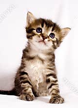 Cute cat