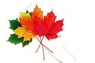 Maple leaves