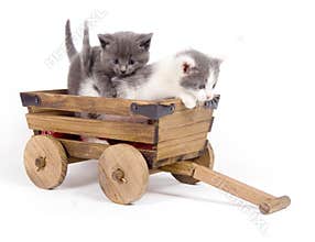 Kittens in a cart