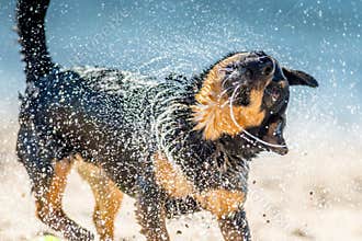 Wet dog shaking near water