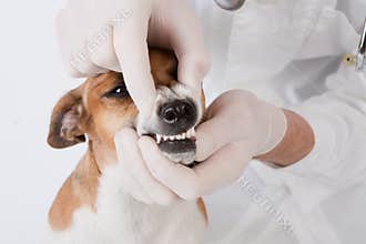 Dog dental