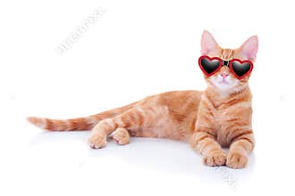 Valentineâ€™s Day pet kitten cat wearing heart love sunglasses glasses isolated kitty animal birthday party invitation