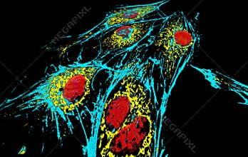 BPAE cells