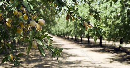 California Nuts Almond Orchard Summer Sunshine