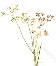 Plant cumin