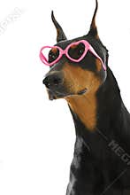 Funky doberman