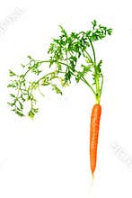 Baby Carrot