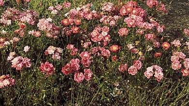 Blossom roses from garden in park