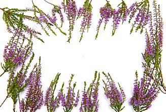 Frame of heather