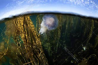 Cyanea lamarckii, blue jellyfish, bluefire jellyfish