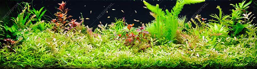 Planted aquarium